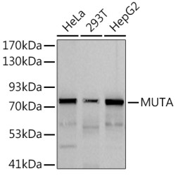 MUTA Rabbit mAb