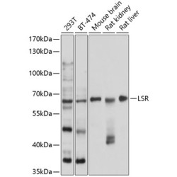 LSR Rabbit pAb