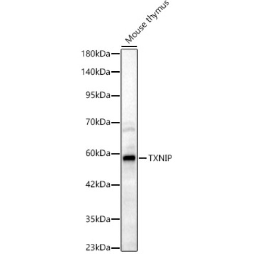 TXNIP Rabbit pAb