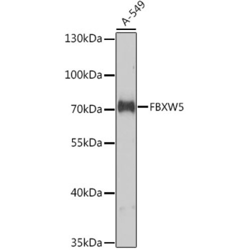 FBXW5 Rabbit pAb