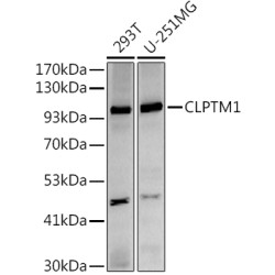 CLPTM1 Rabbit mAb