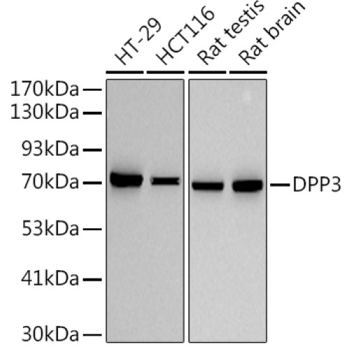 DPP3 Rabbit mAb