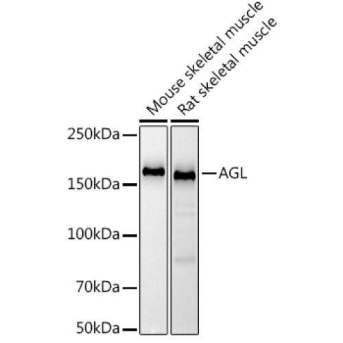 AGL Rabbit mAb
