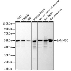 SAMM50 Rabbit mAb