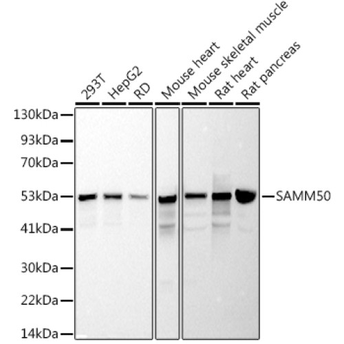 SAMM50 Rabbit mAb