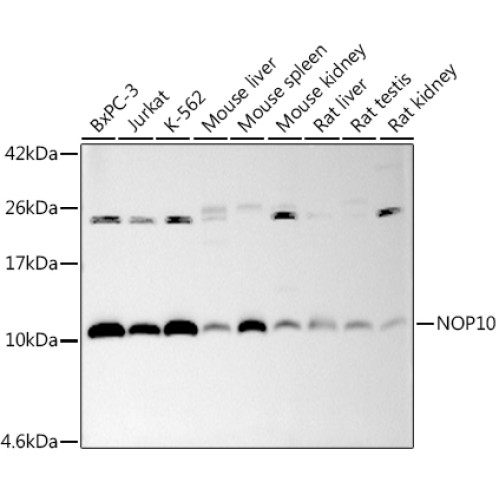 NOP10 Rabbit mAb
