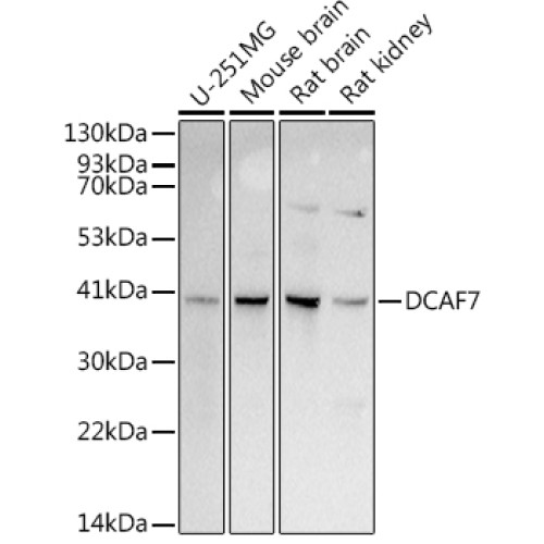 DCAF7 Rabbit mAb