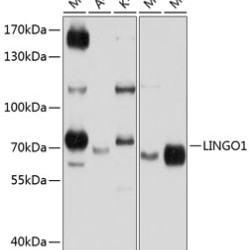 LINGO1 Rabbit pAb