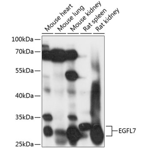 EGFL7 Rabbit pAb
