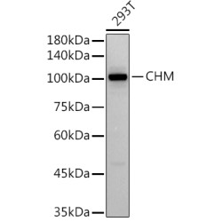 CHM Rabbit mAb