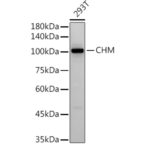 CHM Rabbit mAb