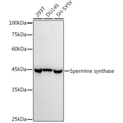 Spermine synthase Rabbit mAb