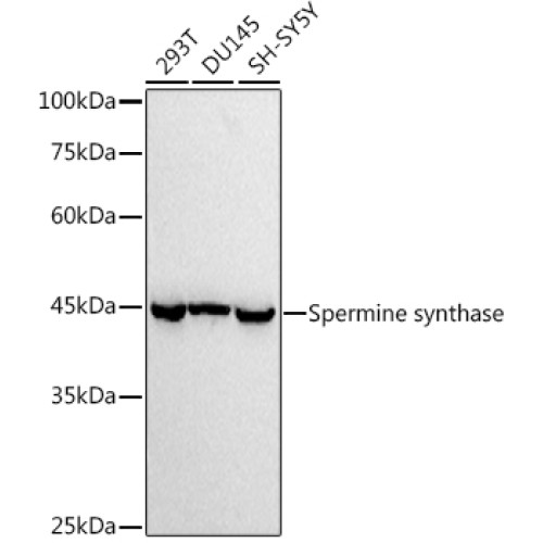Spermine synthase Rabbit mAb