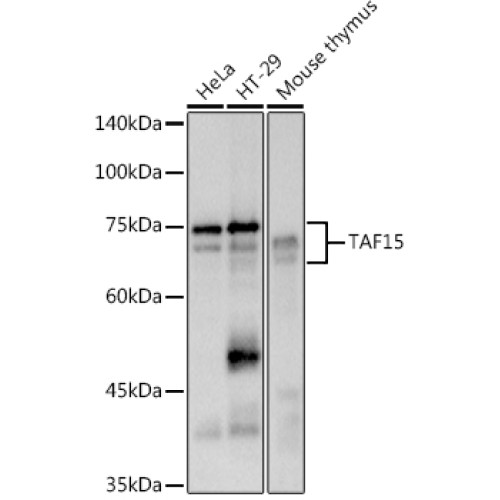 TAF15 Rabbit mAb