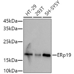 ERp19 Rabbit mAb