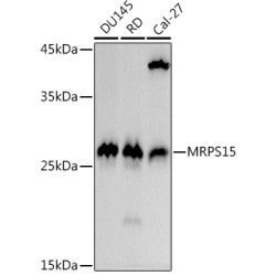 MRPS15 Rabbit mAb