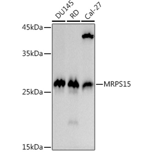 MRPS15 Rabbit mAb
