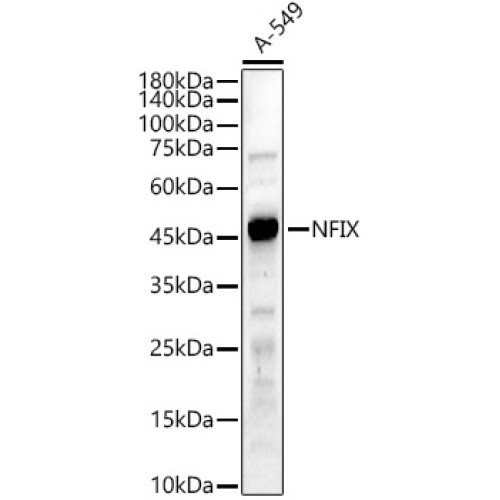 NFIX Rabbit pAb