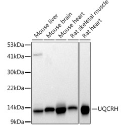 UQCRH Rabbit mAb