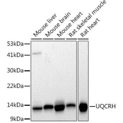 UQCRH Rabbit mAb