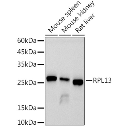 RPL13 Rabbit mAb