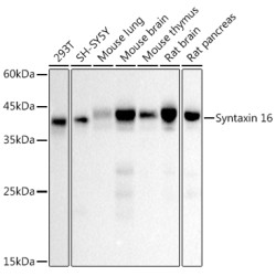 Syntaxin 16 Rabbit mAb