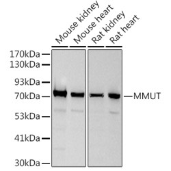 MMUT Rabbit mAb