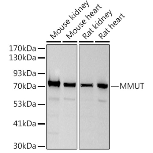 MMUT Rabbit mAb