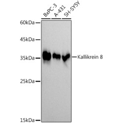 Kallikrein 8 Rabbit mAb
