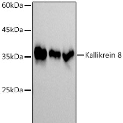Kallikrein 8 Rabbit mAb