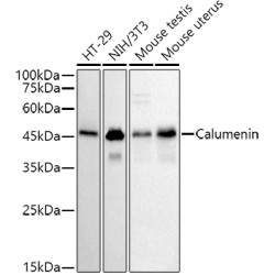 Calumenin Rabbit mAb