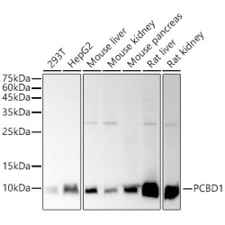 PCBD1 Rabbit mAb