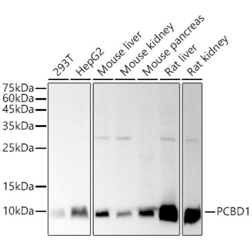 PCBD1 Rabbit mAb