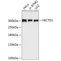 HECTD1 Rabbit pAb