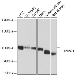 TNPO1 Rabbit pAb