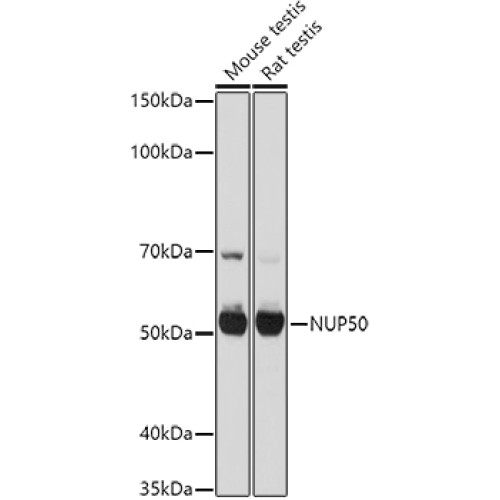 NUP50 Rabbit pAb