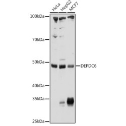 DEPDC6 Rabbit pAb