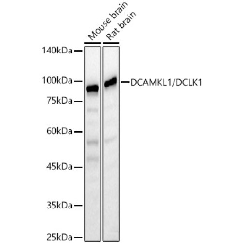 DCAMKL1/DCLK1 Rabbit pAb