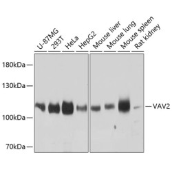 VAV2 Rabbit pAb