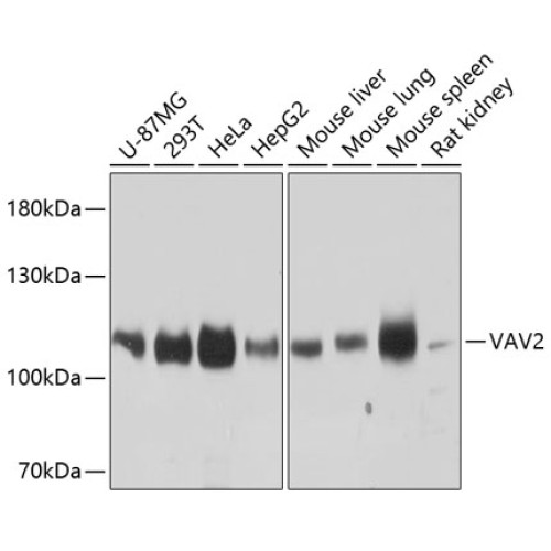 VAV2 Rabbit pAb