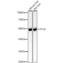 FTCD Rabbit pAb