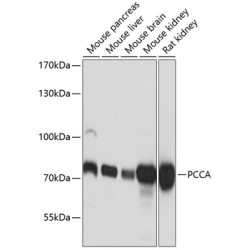 PCCA Rabbit pAb