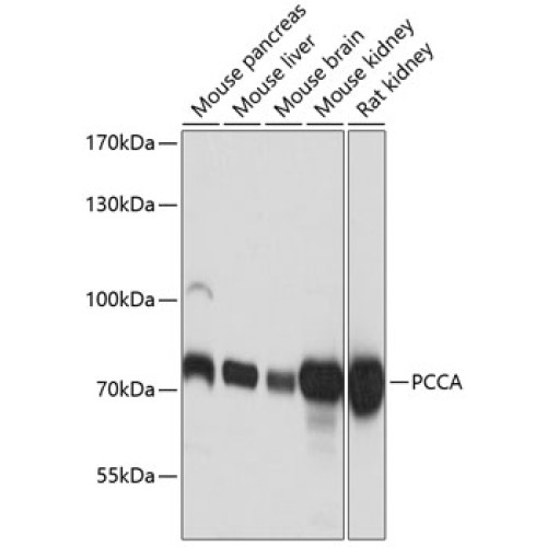 PCCA Rabbit pAb