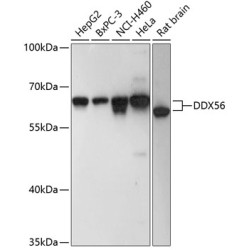DDX56 Rabbit pAb