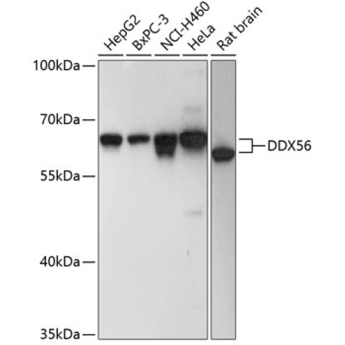 DDX56 Rabbit pAb