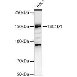TBC1D1 Rabbit pAb