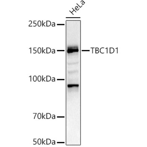 TBC1D1 Rabbit pAb