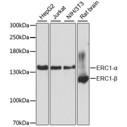 ERC1 Rabbit pAb