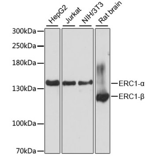 ERC1 Rabbit pAb