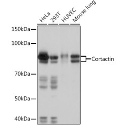Cortactin Rabbit mAb
